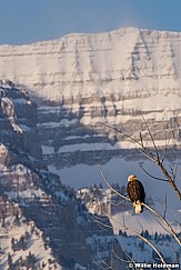 Eagle Timpanogos Winter 021720 8770