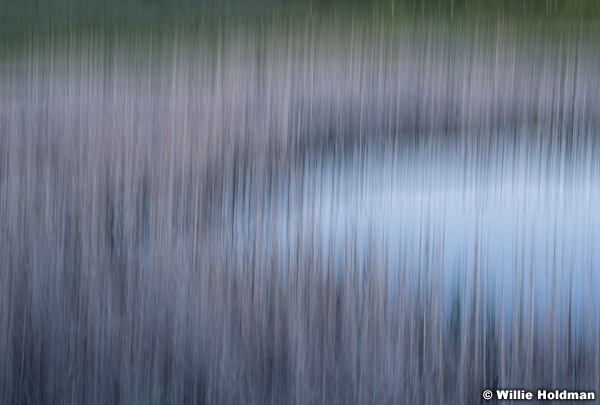 Cattails Spring Pond 061919 5198