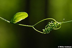 Tangled Vine 072410 00782