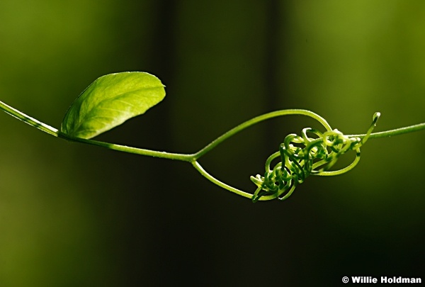 Tangled Vine 072410 00782