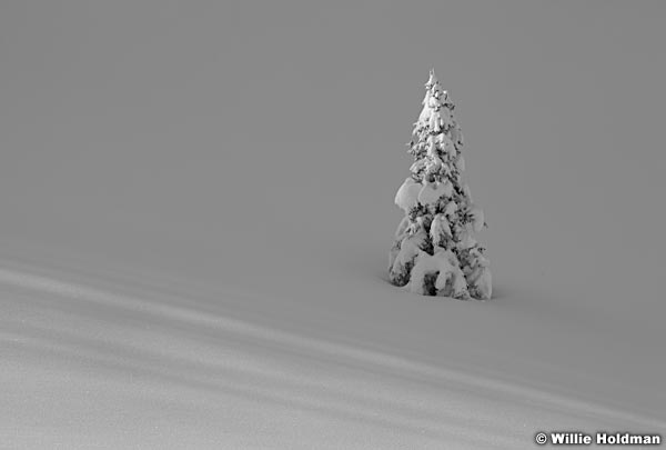LonerpineBW122410 34