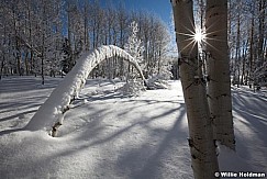 Rainbowpine020711 165