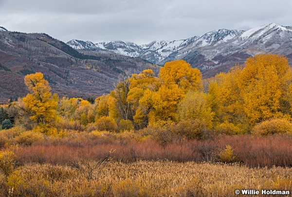 Snake Creek Canyon Yellow Cottonwoods 102421 8869