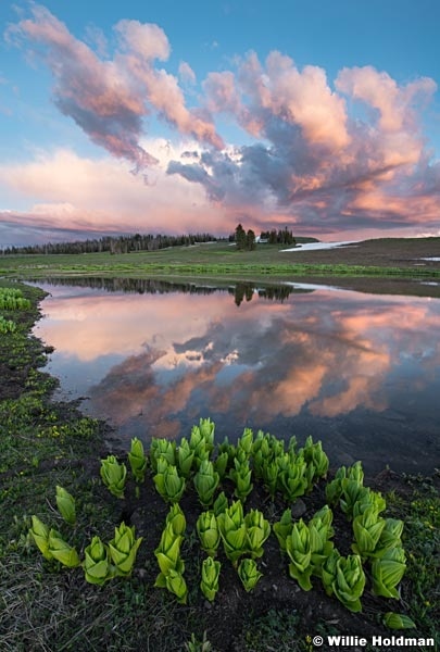 Skunk Cabbage Waterhole Sunset 062223 5294