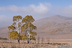 Two Aspens 101019 7920 4