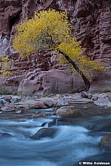 Lone Cottonwood Zion 111021 3998 2