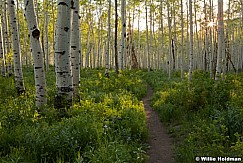 Trail Hiking Aspens 061513 9468