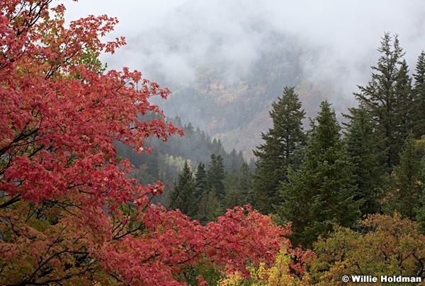 Fog Aspens Maples 092512 24