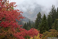 Fog Aspens Maples 092512 24