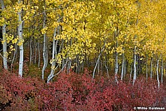 Yellow Red Aspens 100512