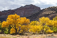 Yellow Cottonwood s Fruita 102924 5265