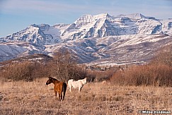 Two Horses Pasture042214 8752