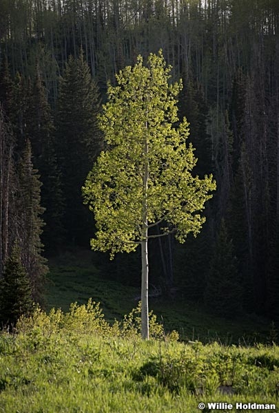 Lone Green Aspen 060518 9431