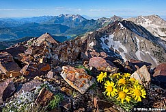 Wasatch Ridgeline Wildflowers 070122 1102