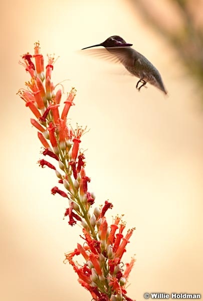 Humming Bird 042312 8020