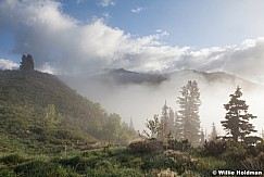 Pine Trees Fog 052913 5968