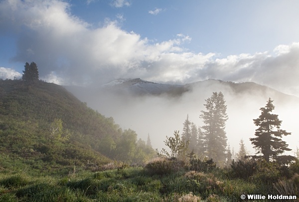 Pine Trees Fog 052913 5968
