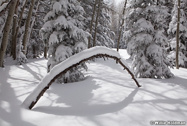 Aspens Rainbow Snow 040913 7668