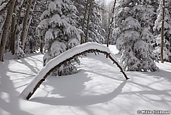 Aspens Rainbow Snow 040913 7668