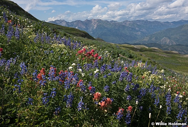 Timpanogos Wildflowers in basin looking over the wasatch, Utah