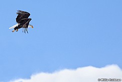 Bald Eagle 021512 23