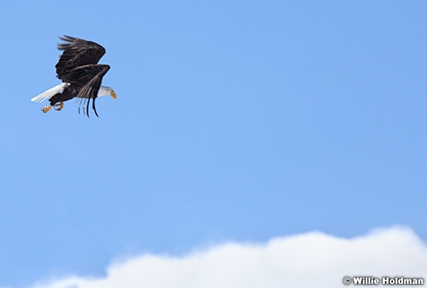 Bald Eagle 021512 23