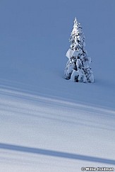 Lonewinterpine122410 401