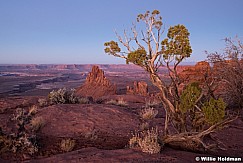 Canyonlands Juniper 102920 9668 9668