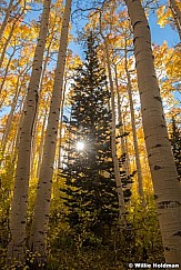 Sunburst Pine Aspen Trees 100923 230 2