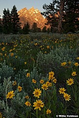 daisysunriseteton071610 0927