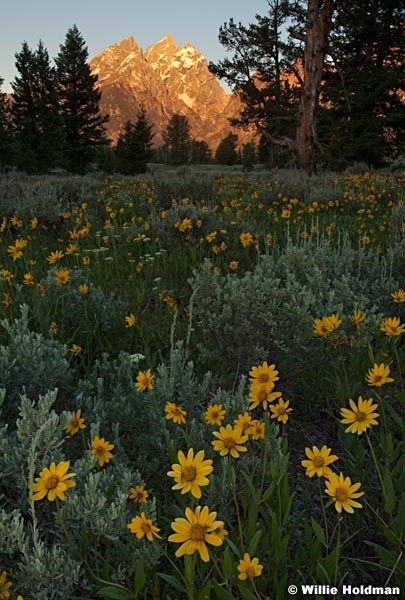 daisysunriseteton071610 0927