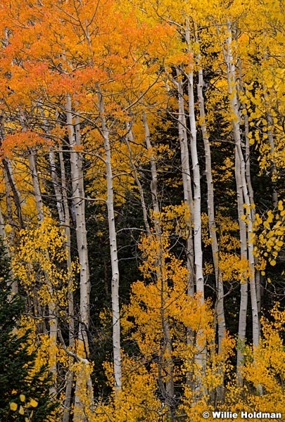 Orange Red Aspens 092621 5198