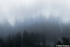 Breaking Fog Pines 120523 9252 4