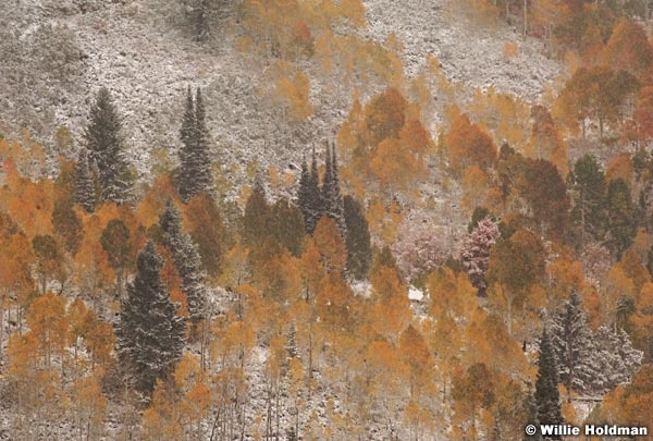 snowautumn100109 642