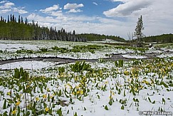 Spring Snow Flowers 061217 4622 2