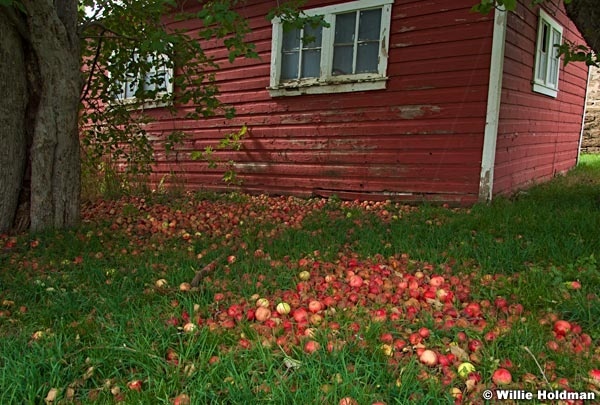 Forgottenapples100609 214