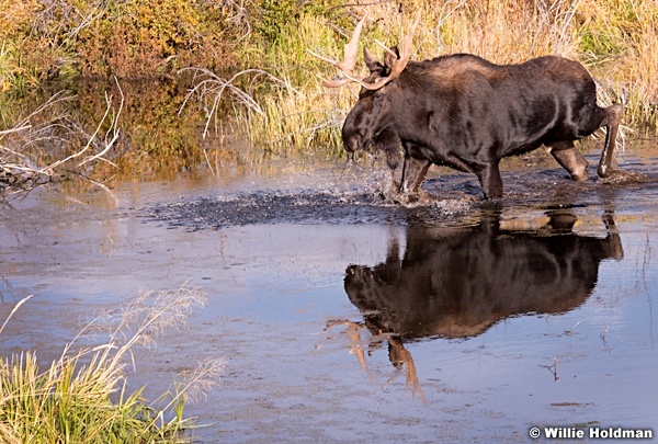 Moose Scruboak 100813 0475