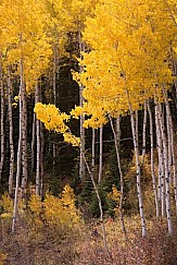 Golden Aspens 100813 0322