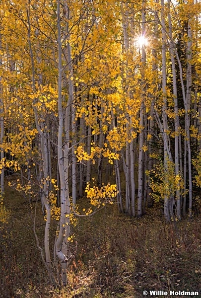 Yellow Aspen Lines sunburst 092214 8643 3