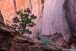 Escalante Choprock Canyon 060516 2