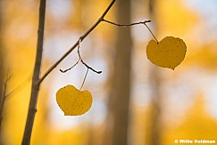 Two Aspen Leaves 092924 1111