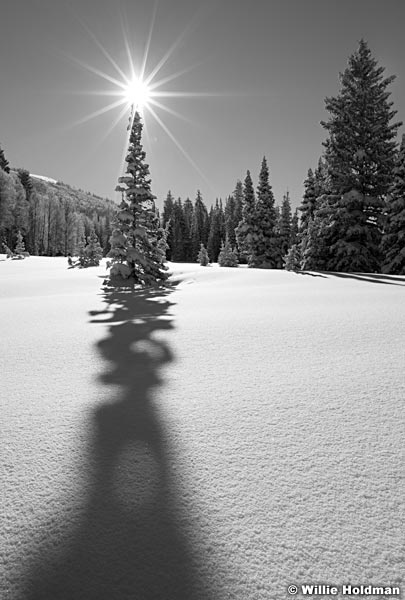 pinesunburstBW020711 202