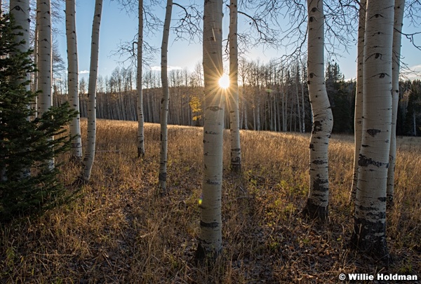 Aspen Autumn Trunks 100515 4700