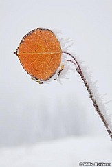 Aspen Leaf Frost 100812a 127