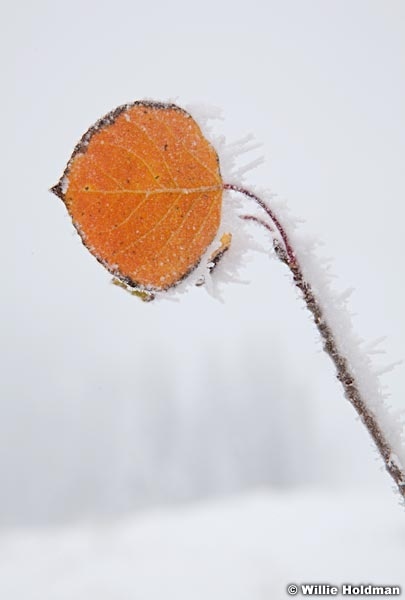 Aspen Leaf Frost 100812a 127