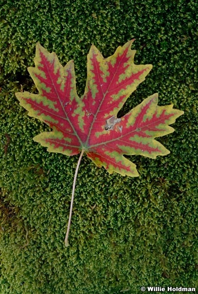 DSCredvainmaple