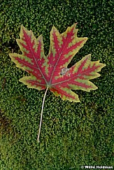 DSCredvainmaple