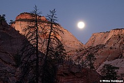 Full Moon Zion Trees 110525 3732