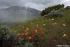 Cascade Wildflowers 051717 9069 90981