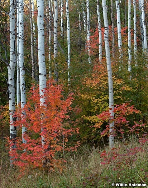 Aspensandmaples092211